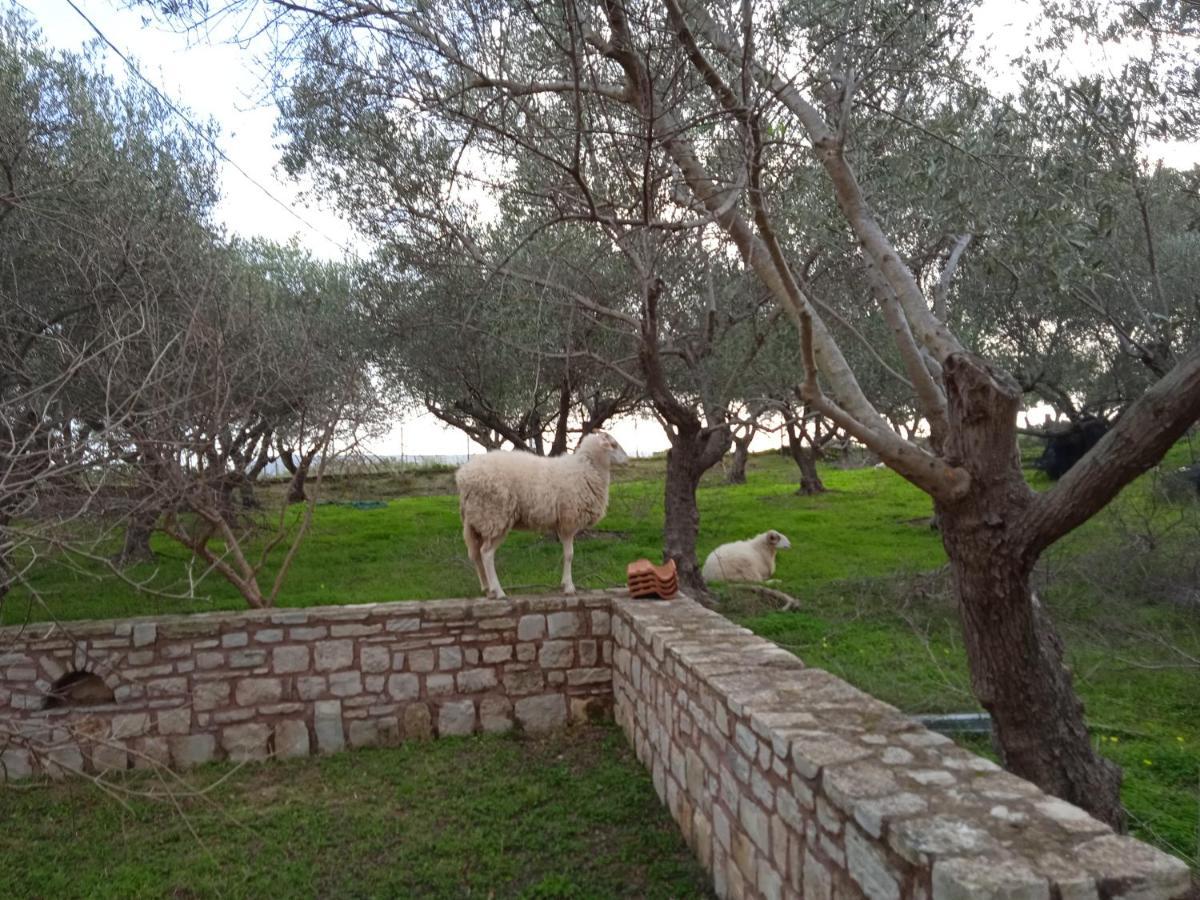 Appartement Ktima Tzamika à Episkopi-Chania Extérieur photo